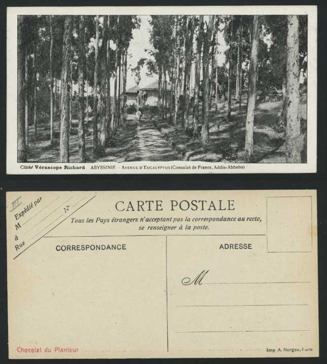 Ethiopia Old Postcard Avenue d'Eucalyptus, Addis-Abbaba
