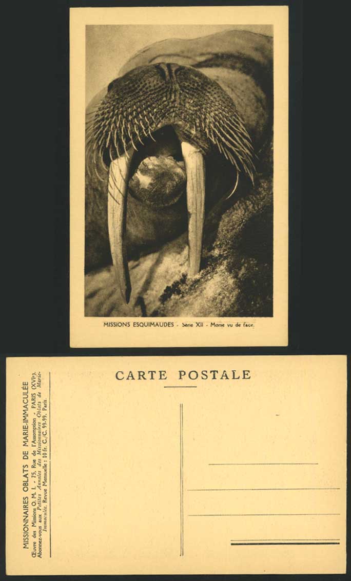 Sea Lion, Eskimo Missions Morse vu de Face Old Postcard