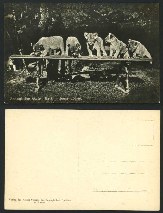 Berlin Zoo Animals - Young Lion Cubs Lions Old Postcard