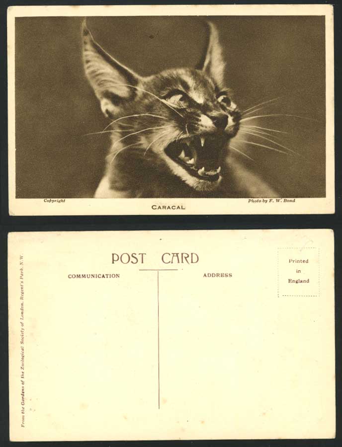 CARACAL CAT Persian Lynx African Lynx, ZOO Old Postcard