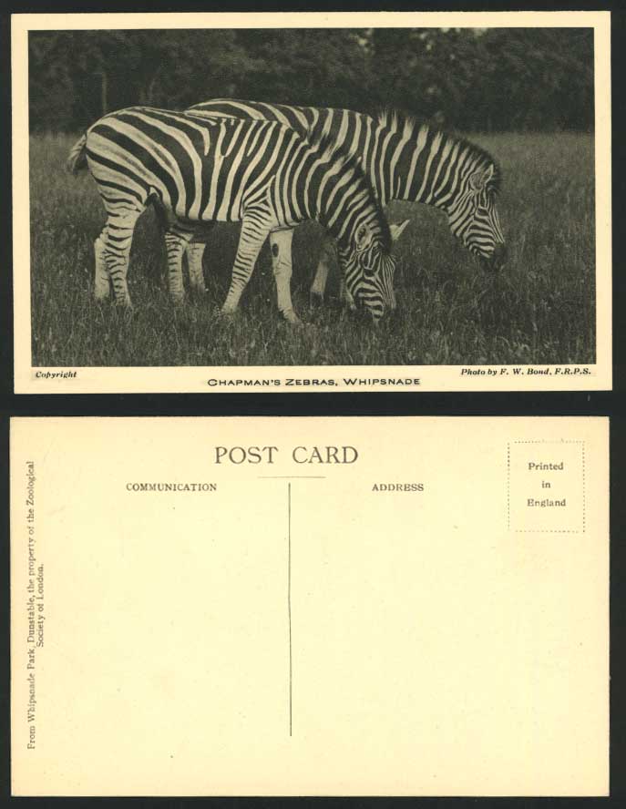 Chapman's ZEBRAS Whipsnade Park Old Postcard Zoo Animal