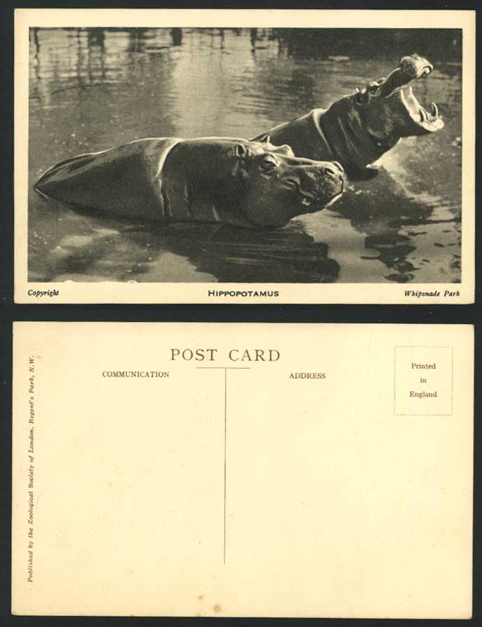 HIPPOPOTAMUS HIPPOS at Whipsnade Park Zoo Old Postcard