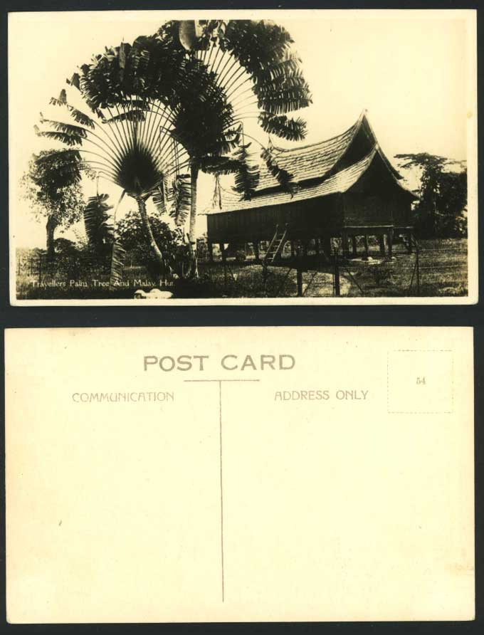 Malaya Old RP Postcard Travellers Palm Tree & Malay Hut