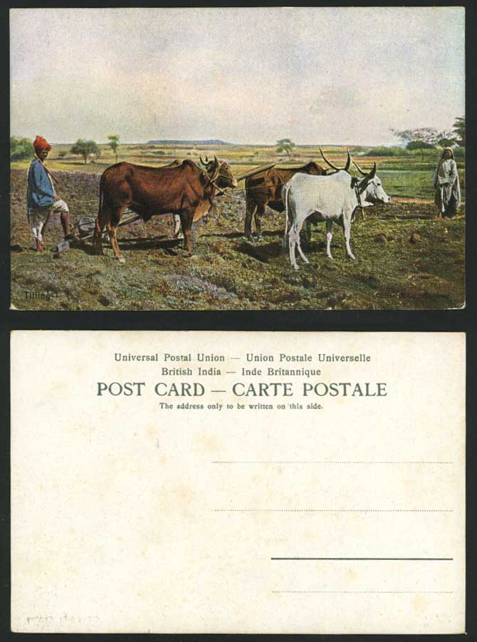 India Old Postcard TILLING Cattle Ploughing Fields Bull
