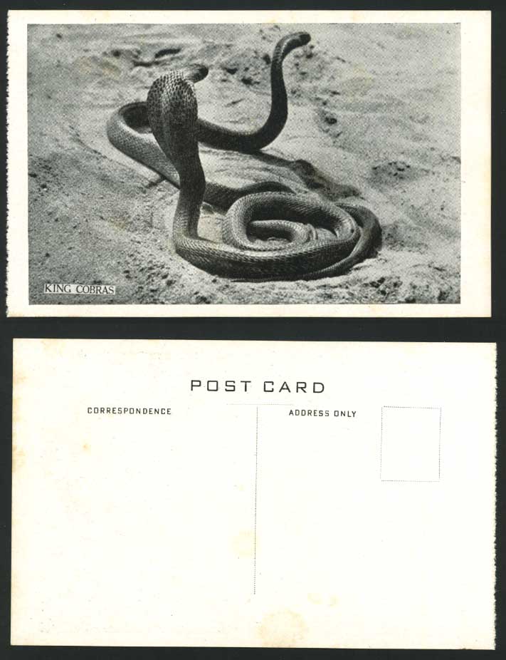 India Old Postcard Calcutta - KING COBRAS, Cobra Snakes