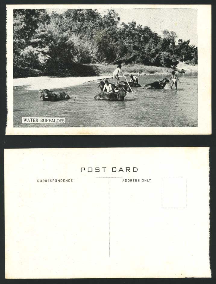 India Old Postcard Native Boys Water Buffaloes in River Scene Ethnic Life