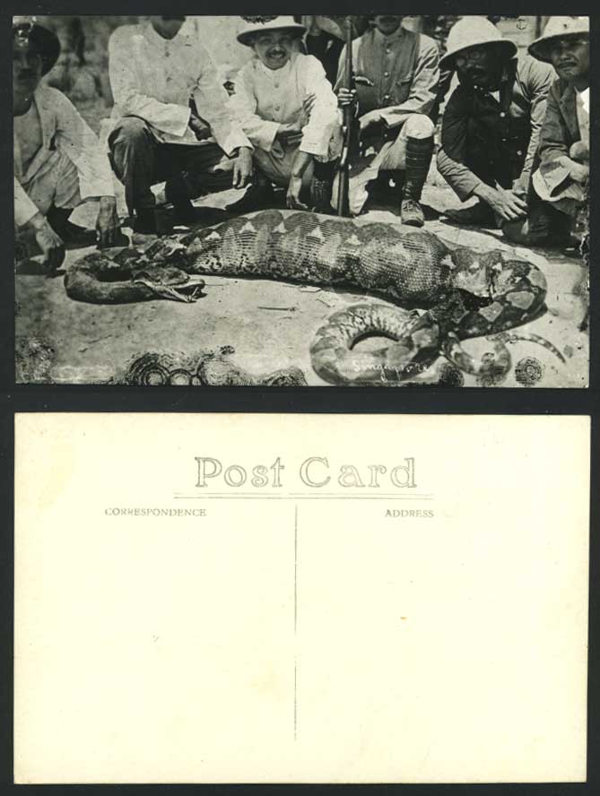 Singapore Old Real Photo Postcard Hunter Hunting A Python SNAKE with BIG STOMACH