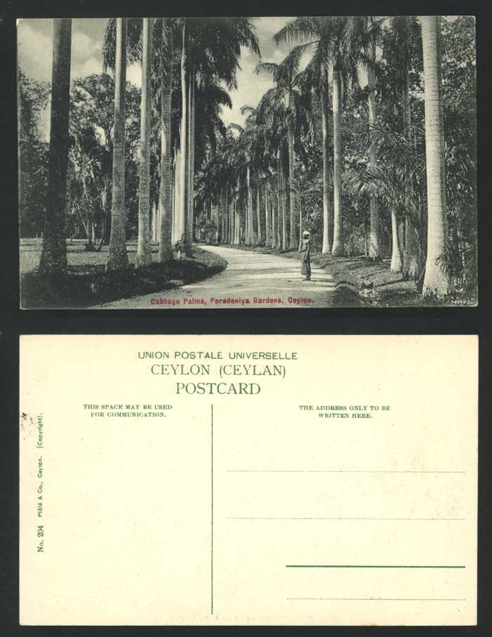Ceylon Old Postcard Peredeniya Gdns Cabbage Palms KANDY