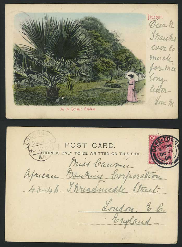 Durban 1904 Old Hand Tinted UB Postcard Botanic Gardens
