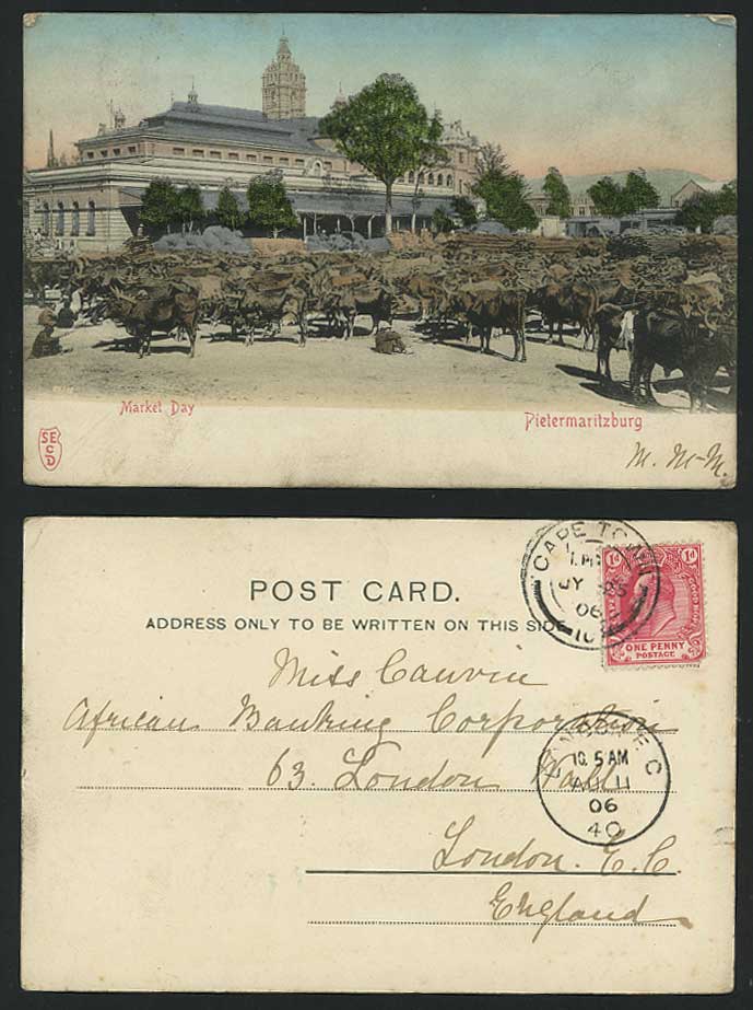 Pietermaritzburg 1906 Old UB Postcard Cattle Market Day