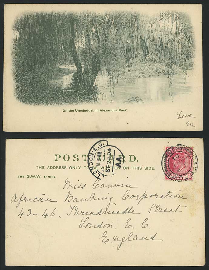 UMSINDUSI RIVER Willow Alexandra Park 1904 Old Postcard