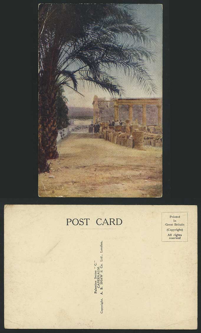 Palestine Capernaum Old Colour Postcard Ruins & Trees Holy Land Israel