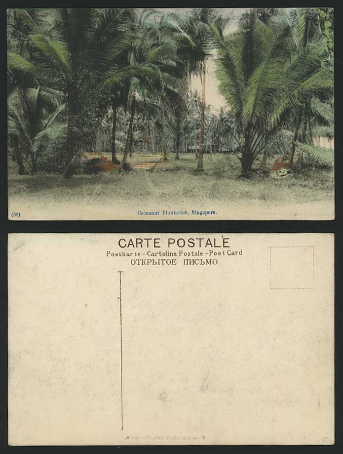 Singapore Old Hand Tinted Colour Postcard COCOANUT PLANTATION Coconut Palm Trees