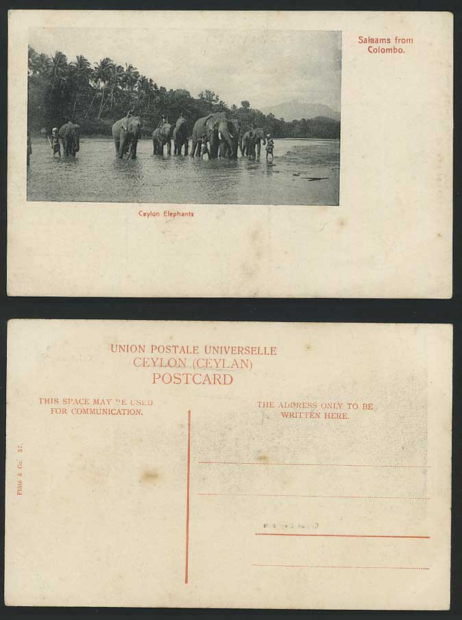 Ceylon Old Postcard Salaam from Colombo Men & Elephants