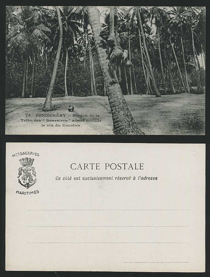 India Old Postcard Pondichery Souraires Picking Coconut Coconuts Cocoanuts