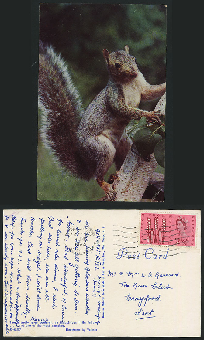 GREY SQUIRREL Amusing Animal 1963 Postcard F.F.H 2 1/2d