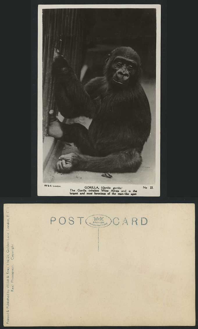 GORILLA West Africa Man-Like Apes, Animals Old Real Photo Postcard