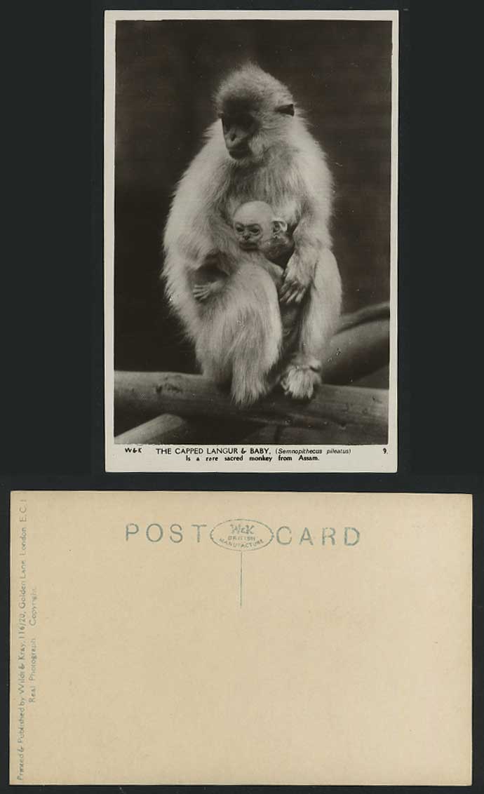 Capped Langur, Baby Colobinae Monkey Assam Old Postcard