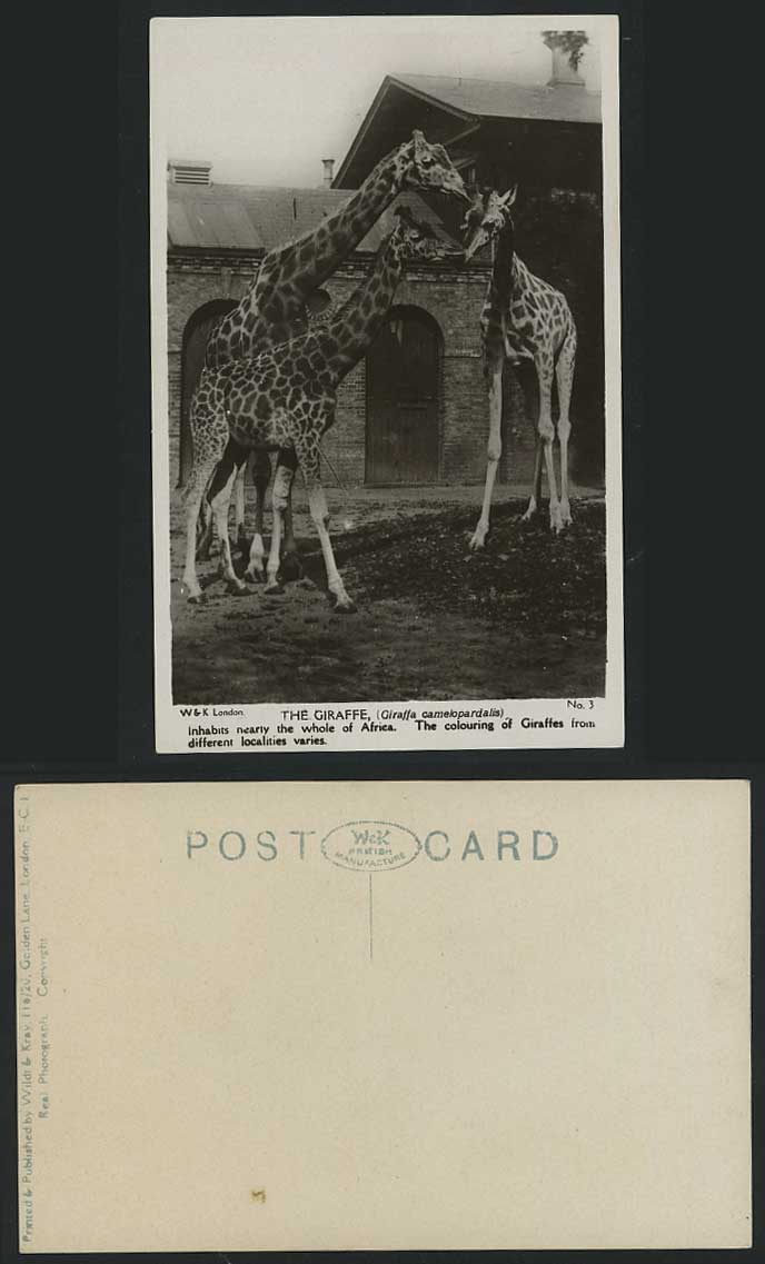 Giraffe - Whole of Africa Zoo Animals Old R.P. Postcard