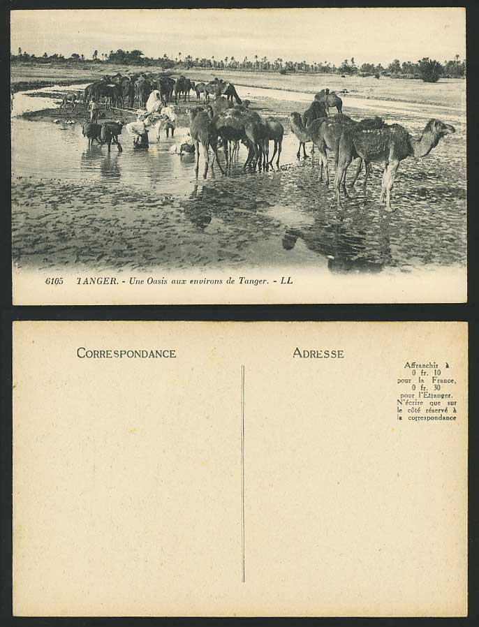 Morocco Tanger Old LL Postcard Oasis Washerwomen Camels
