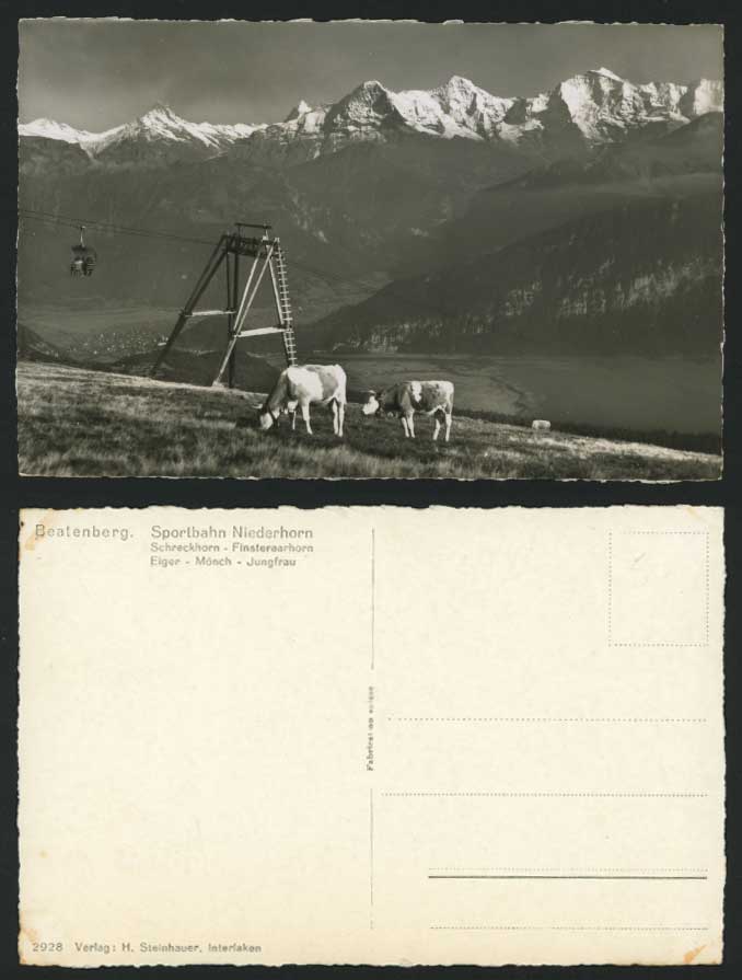 Swiss Old Postcard BEATENBERG Sportbahn Niederhorn, Cow