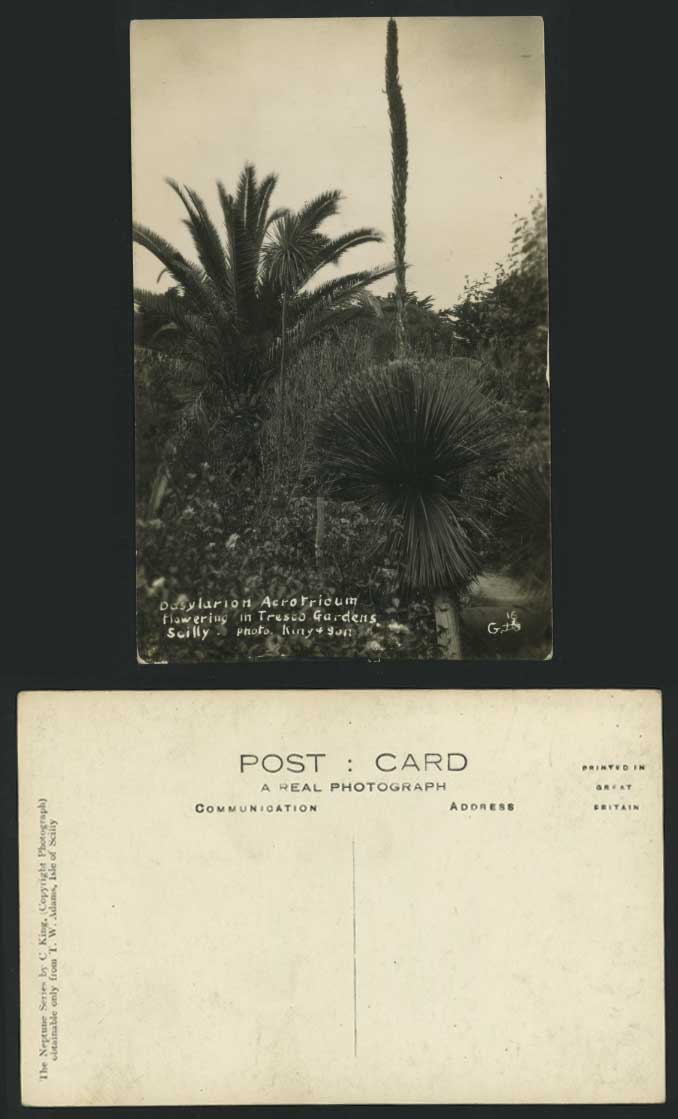 SCILLY Isle Old Postcard D. Acrotrichum, TRESCO GARDENS