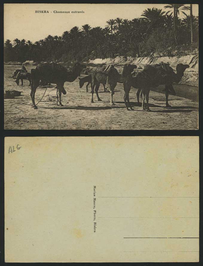 Algeria Old Postcard BISKRA Donkey Camels Oasis & River