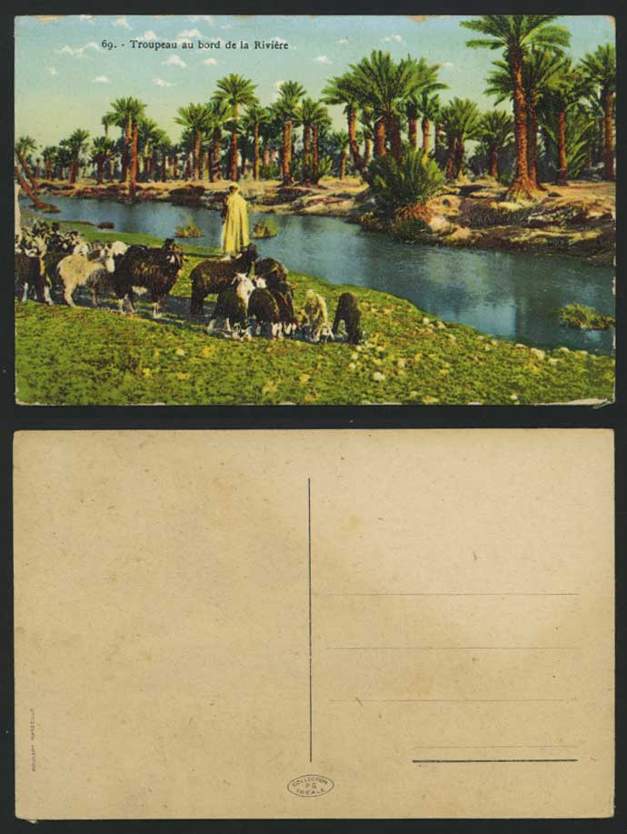 Algeria Old Postcard Troupeau au bord de riviere, SHEEP