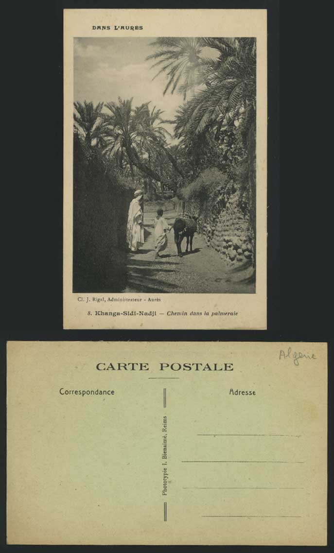 Khanga-Sidi-Nadji Chemin Palmeraie, Donkey Old Postcard