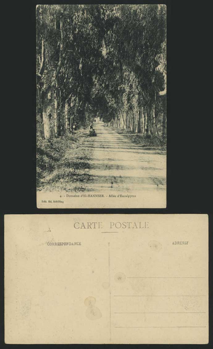 Domaine d' El-Hannser, Allee d' Eucalyptus Old Postcard