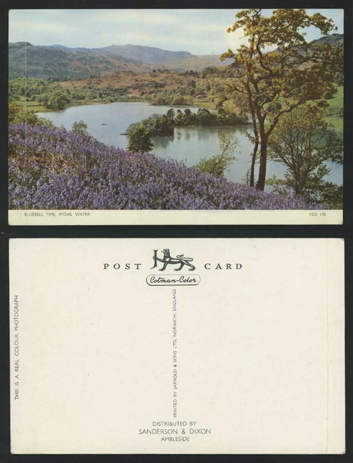 RYDAL WATER Bluebell Time Flowers Blossoms Old Postcard