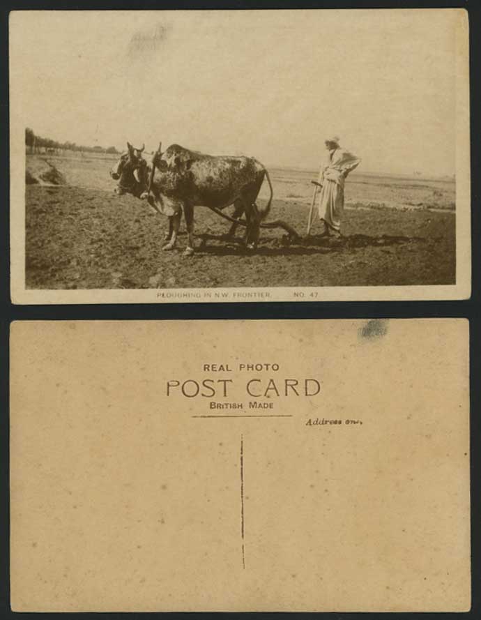 India Old RP Postcard Cattle Ploughing in N.W. Frontier