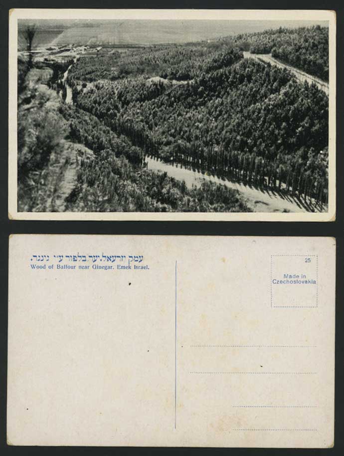Wood of Balfour near Ginegar - Emek Israel Old Postcard