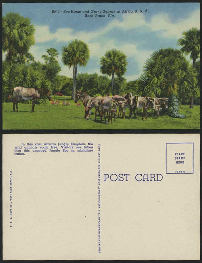 Zee-Horse Grevy Zebras - Africa Boca Raton Old Postcard