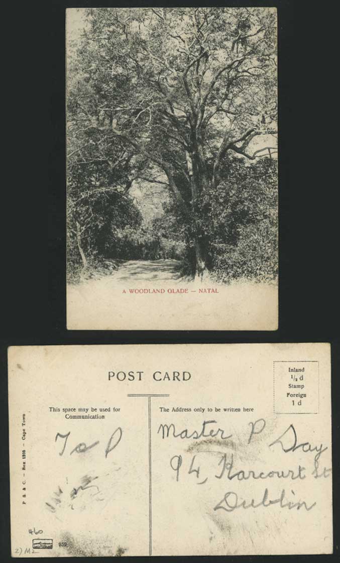 NATAL South Africa Old Postcard A Woodland Glade, Woods
