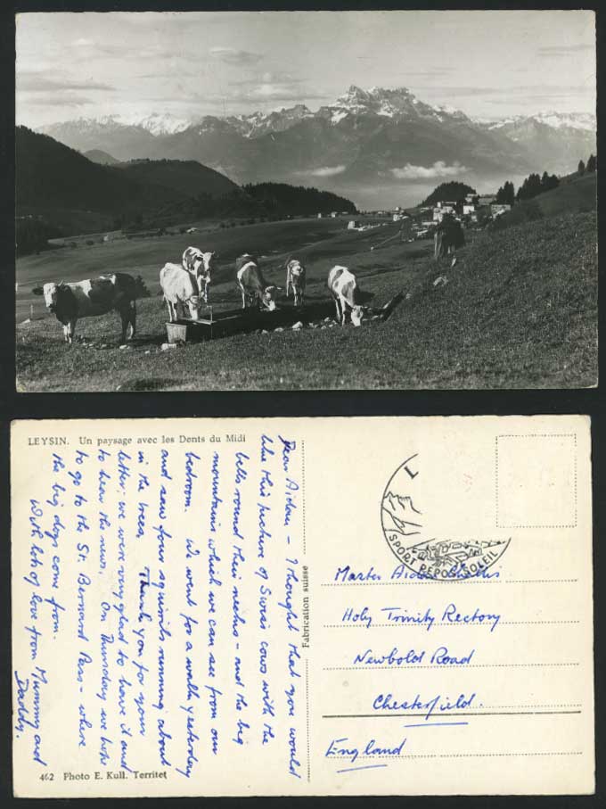 Swiss LEYSIN Old RP Postcard Dents du Midi & COW Cattle