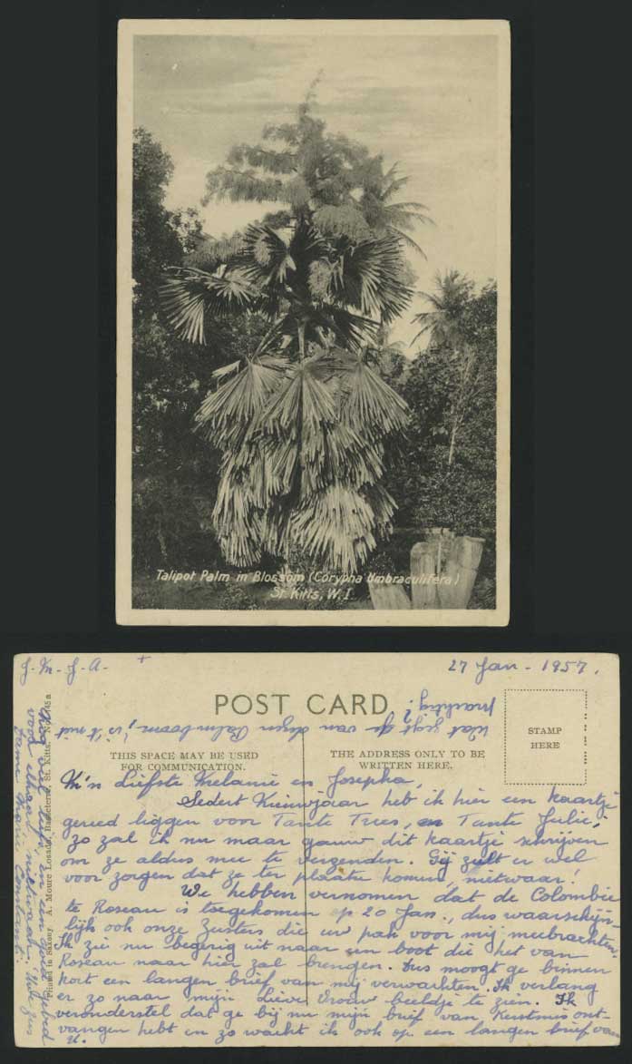 ST KITTS WI 1957 Old Postcard Talipot Palm Tree Blossom