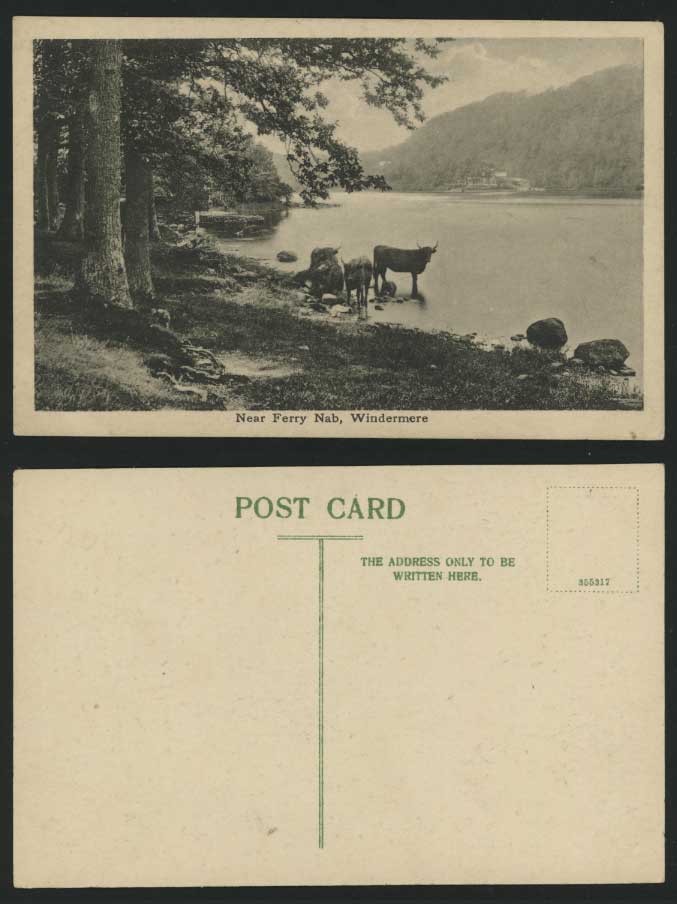 Cumbria Old Postcard WINDERMERE COWS nr. Ferry Nab LAKE